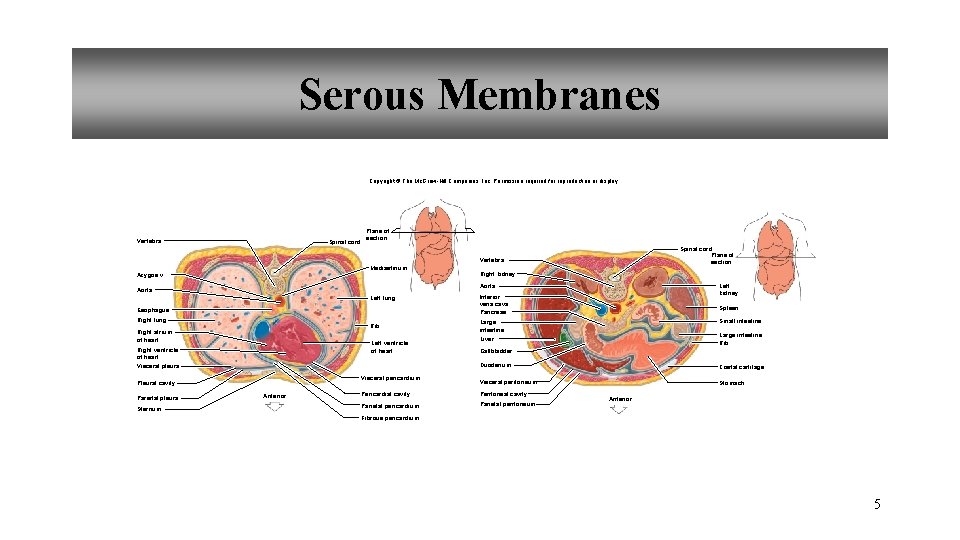 Serous Membranes Copyright © The Mc. Graw-Hill Companies, Inc. Permission required for reproduction or