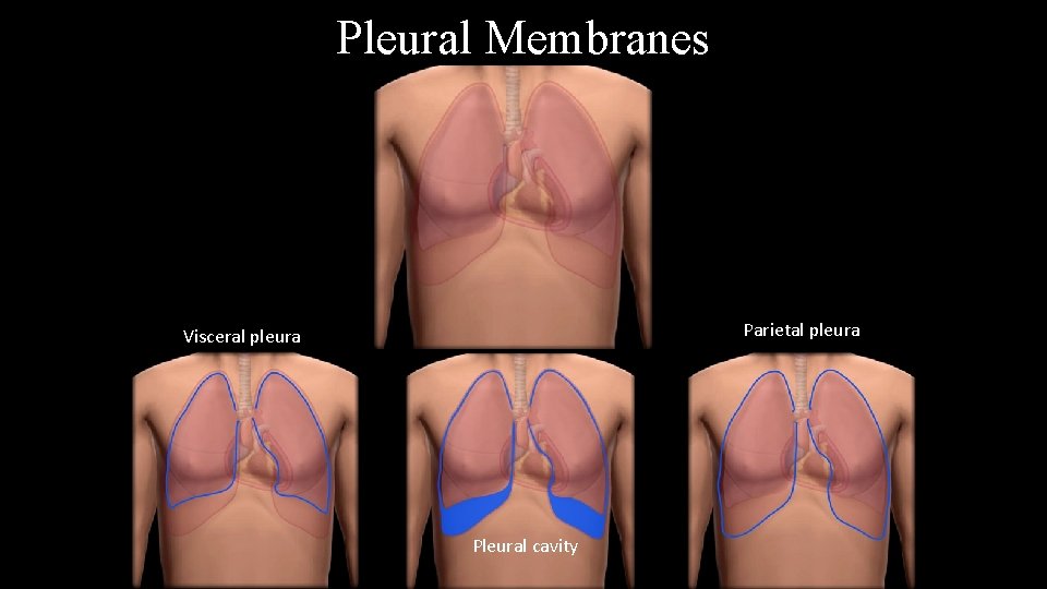 Pleural Membranes Parietal pleura Visceral pleura Pleural cavity 