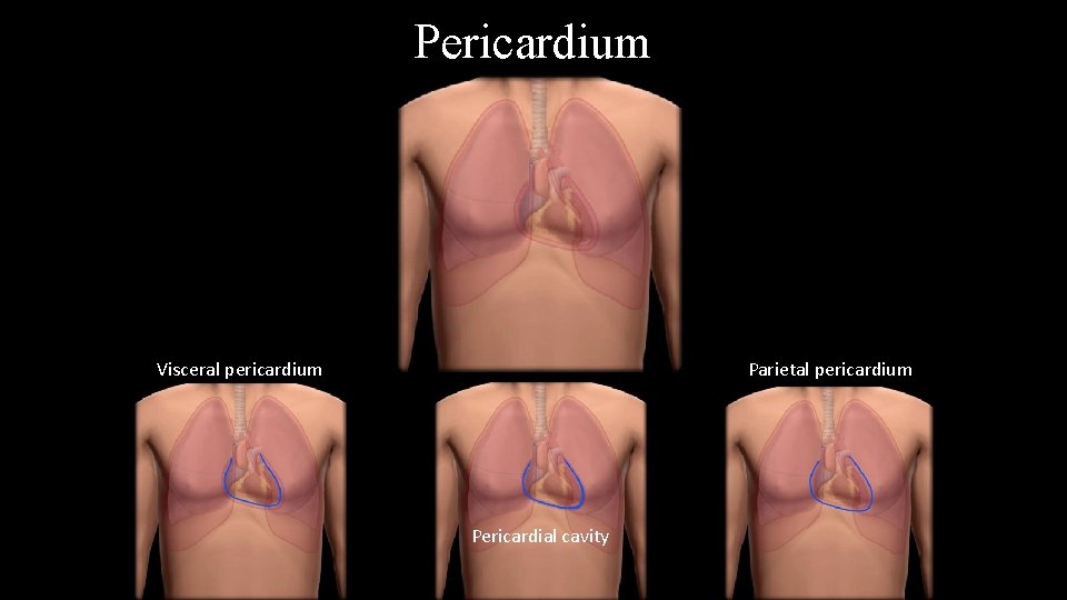 Pericardium Visceral pericardium Parietal pericardium Pericardial cavity 