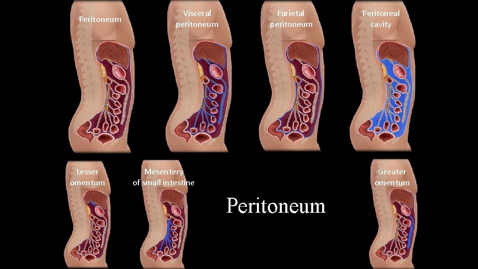 Peritoneum Lesser omentum Visceral peritoneum Parietal peritoneum Mesentery of small intestine Peritoneal cavity Greater