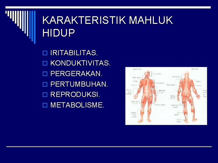 KARAKTERISTIK MAHLUK HIDUP o IRITABILITAS. o KONDUKTIVITAS. o PERGERAKAN. o PERTUMBUHAN. o REPRODUKSI. o