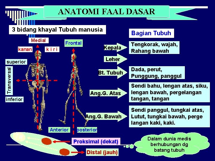 ANATOMI FAAL DASAR 3 bidang khayal Tubuh manusia Medial kanan Frontal Bagian Tubuh Kepala