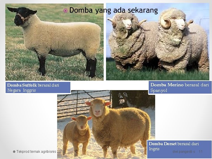 Domba Suffolk berasal dari Negara Inggris Tekprod ternak agribisnis 2018 Domba Merino berasal dari