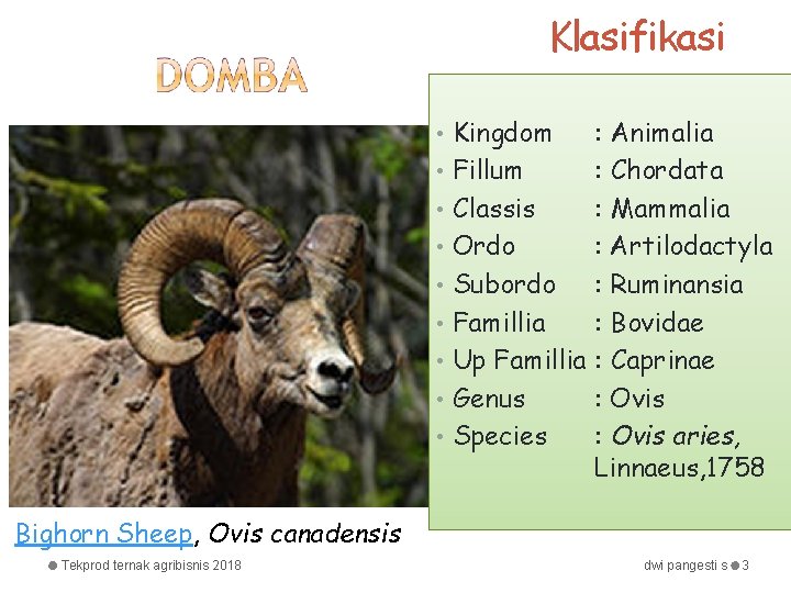 Klasifikasi • Kingdom : Animalia • Fillum : Chordata • Classis : Mammalia •