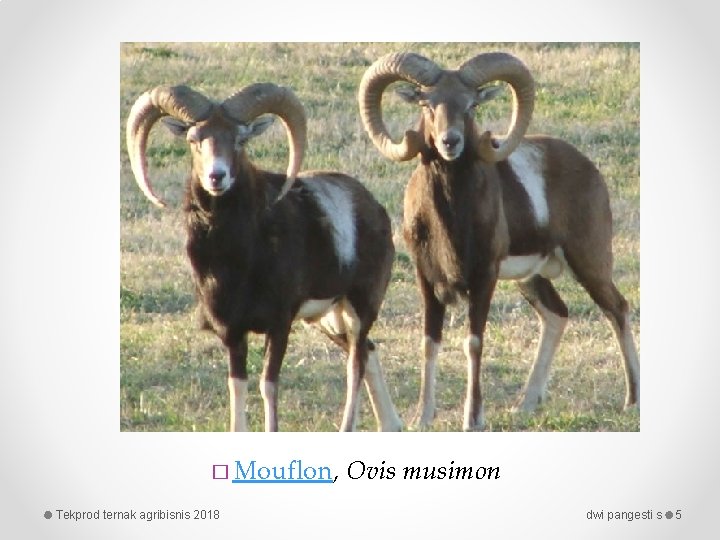 � Mouflon, Ovis Tekprod ternak agribisnis 2018 musimon dwi pangesti s 5 