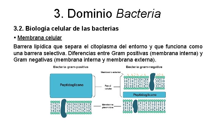 3. Dominio Bacteria 3. 2. Biología celular de las bacterias § Membrana celular Barrera