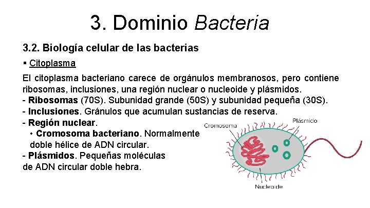 3. Dominio Bacteria 3. 2. Biología celular de las bacterias § Citoplasma El citoplasma
