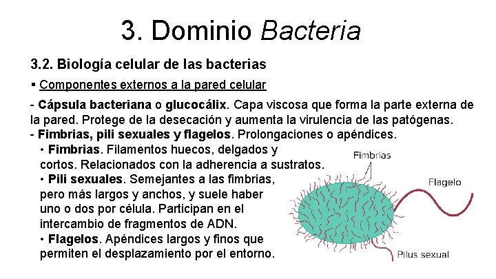 3. Dominio Bacteria 3. 2. Biología celular de las bacterias § Componentes externos a