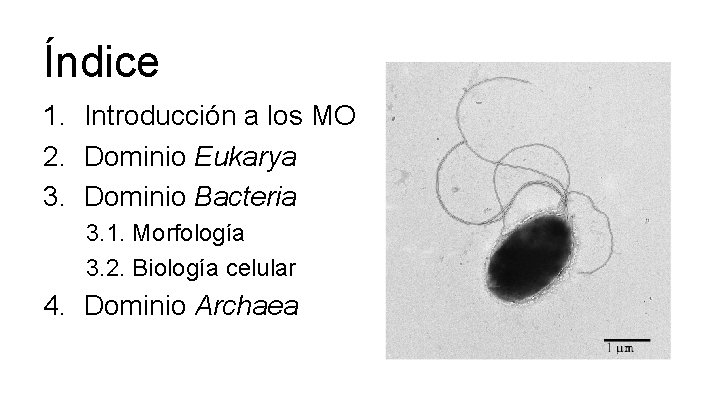 Índice 1. Introducción a los MO 2. Dominio Eukarya 3. Dominio Bacteria 3. 1.
