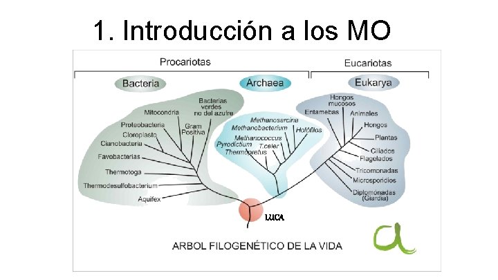 1. Introducción a los MO LUCA 