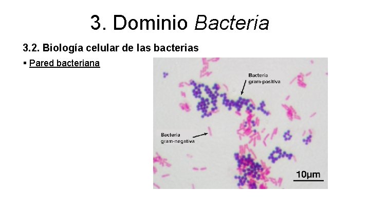 3. Dominio Bacteria 3. 2. Biología celular de las bacterias § Pared bacteriana 