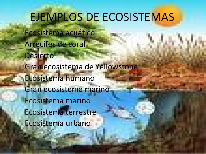 EJEMPLOS DE ECOSISTEMAS Ecosistema acuático Arrecifes de coral Desierto Gran ecosistema de Yellowstone Ecosistema