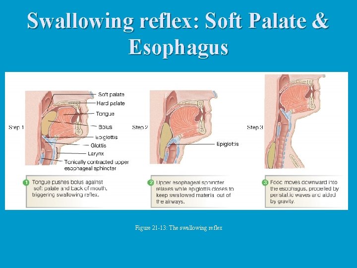 Swallowing reflex: Soft Palate & Esophagus Figure 21 -13: The swallowing reflex 