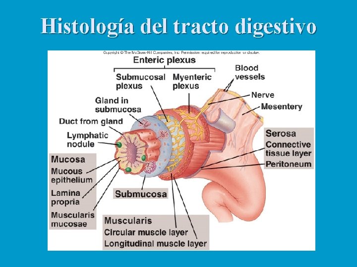 Histología del tracto digestivo 