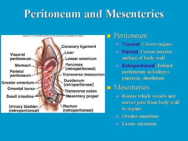 Peritoneum and Mesenteries n Peritoneum n n Visceral: Covers organs Parietal: Covers interior surface