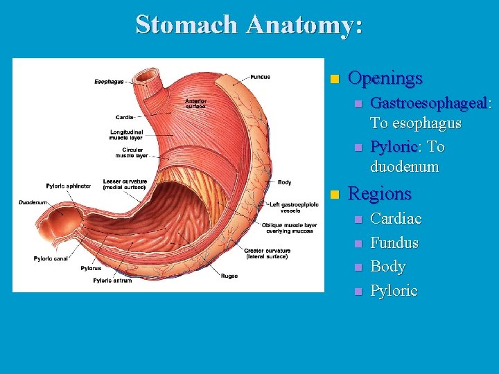 Stomach Anatomy: n Openings n n n Gastroesophageal: To esophagus Pyloric: To duodenum Regions