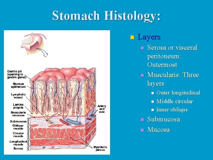 Stomach Histology: n Layers n n Serosa or visceral peritoneum: Outermost Muscularis: Three layers