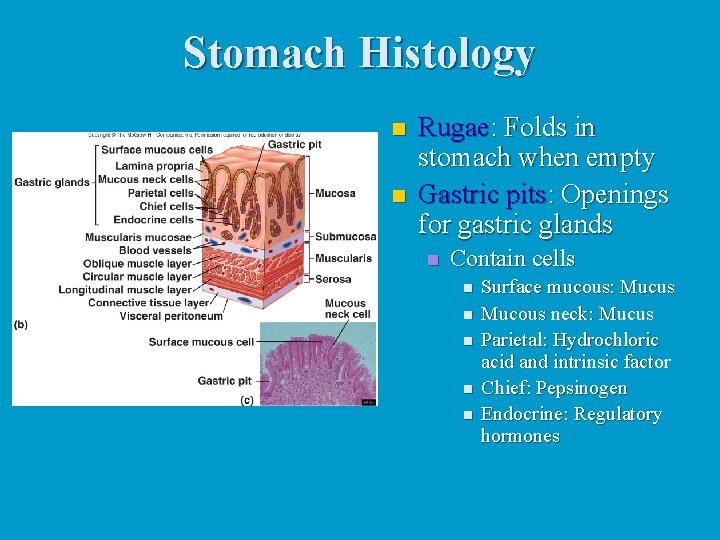 Stomach Histology n n Rugae: Folds in stomach when empty Gastric pits: Openings for