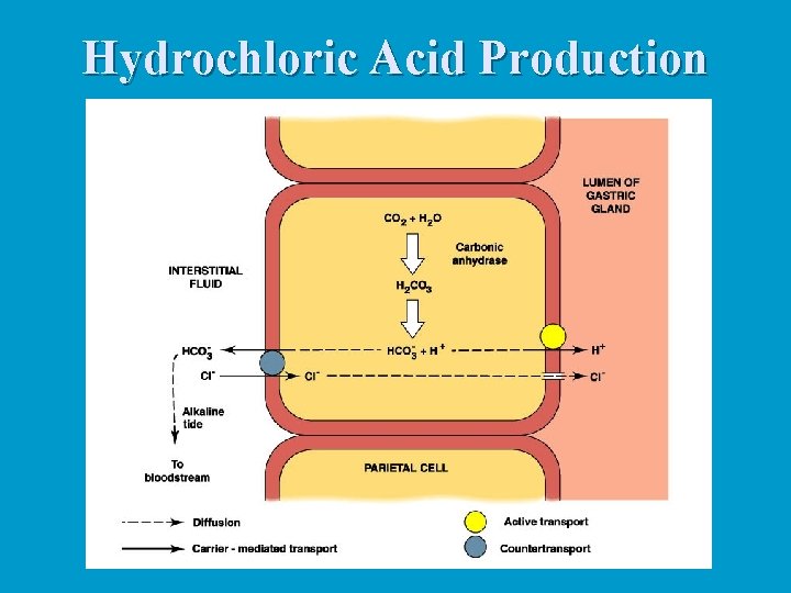 Hydrochloric Acid Production 