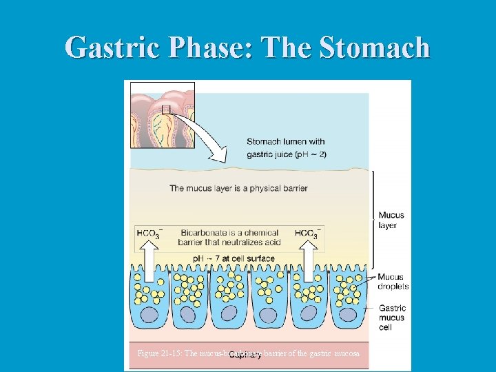 Gastric Phase: The Stomach Figure 21 -15: The mucus-bicarbonate barrier of the gastric mucosa