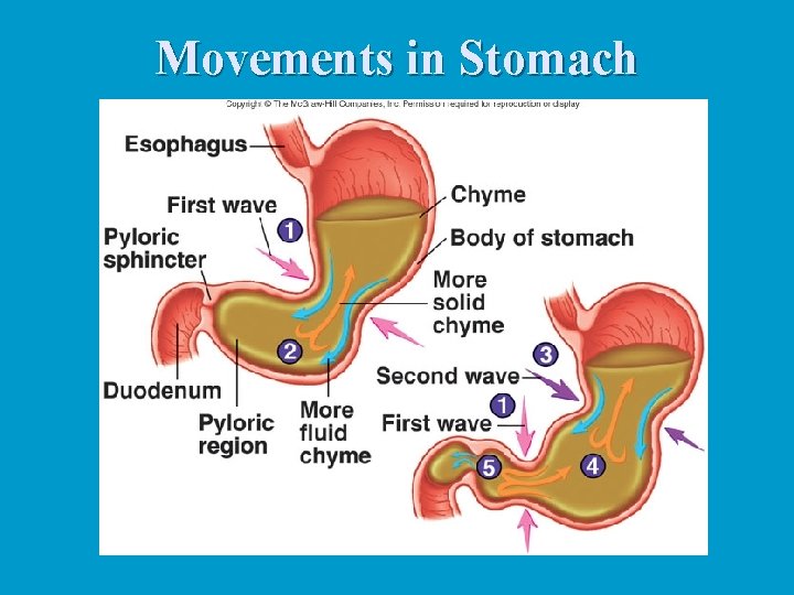Movements in Stomach 
