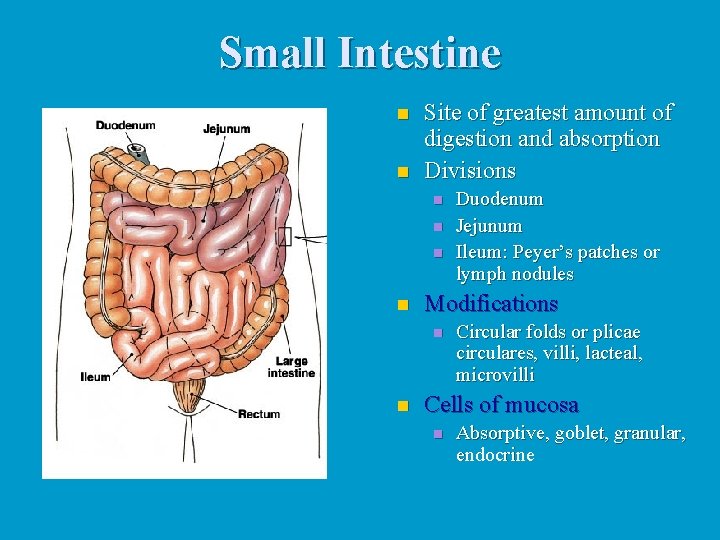 Small Intestine n n Site of greatest amount of digestion and absorption Divisions n