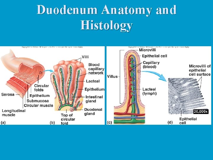 Duodenum Anatomy and Histology 