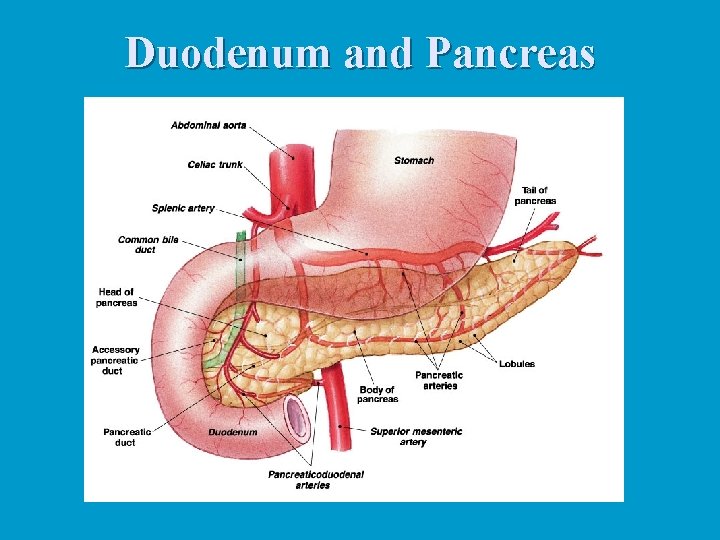 Duodenum and Pancreas 