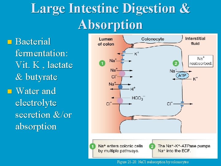 Large Intestine Digestion & Absorption Bacterial fermentation: Vit. K , lactate & butyrate n