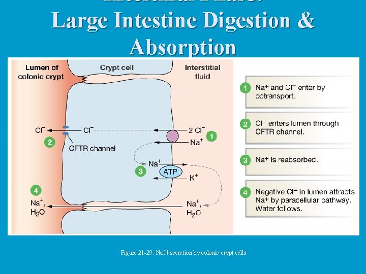 Intestinal Phase: Large Intestine Digestion & Absorption Figure 21 -29: Na. Cl secretion by