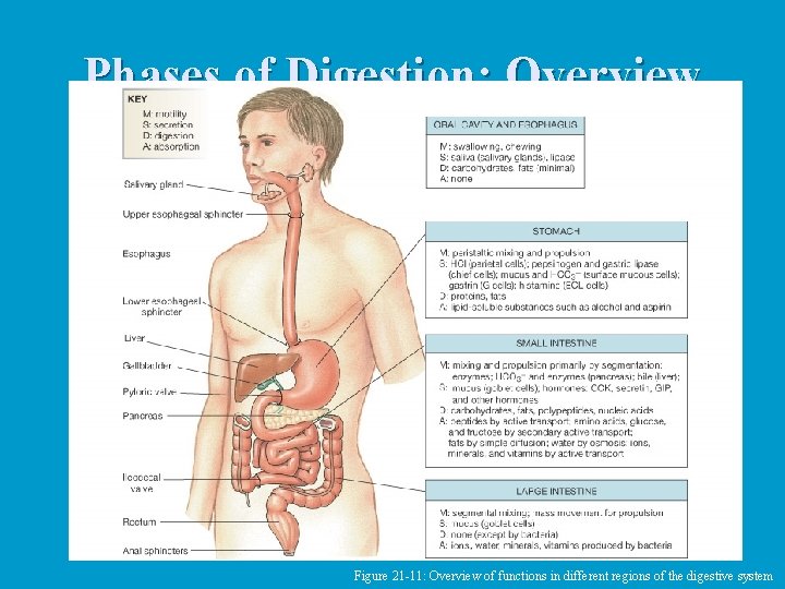 Phases of Digestion: Overview Figure 21 -11: Overview of functions in different regions of