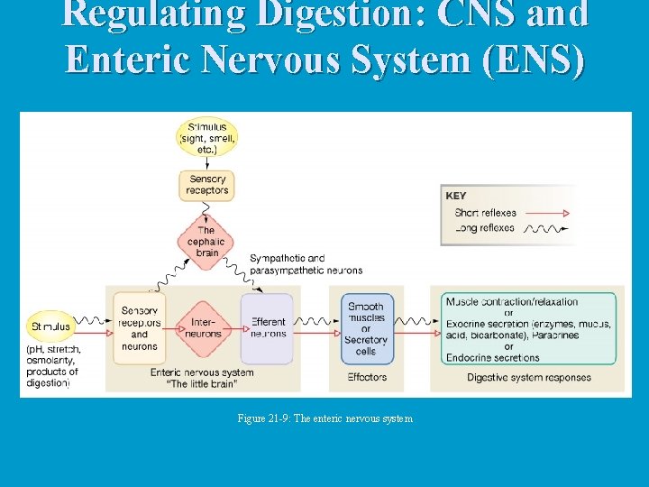 Regulating Digestion: CNS and Enteric Nervous System (ENS) Figure 21 -9: The enteric nervous