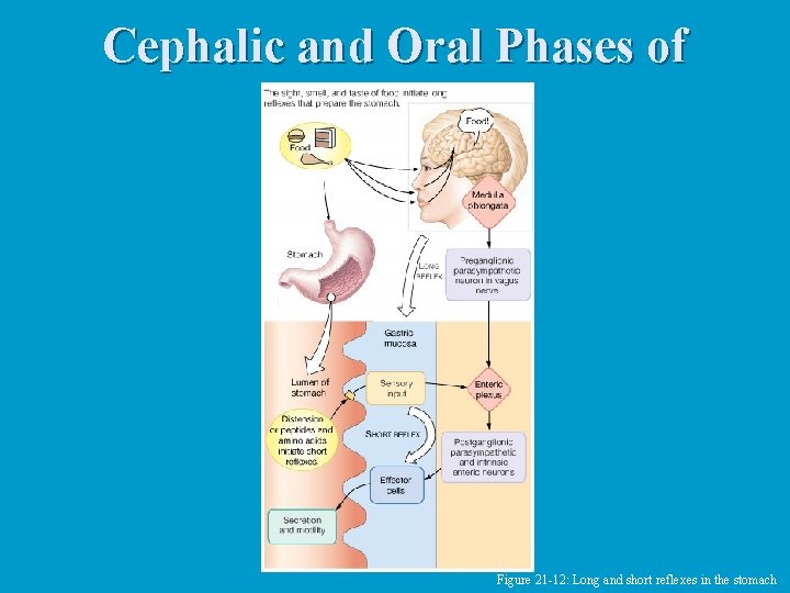 Cephalic and Oral Phases of Digestion Figure 21 -12: Long and short reflexes in