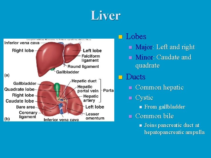 Liver n Lobes n n n Major: Left and right Minor: Caudate and quadrate