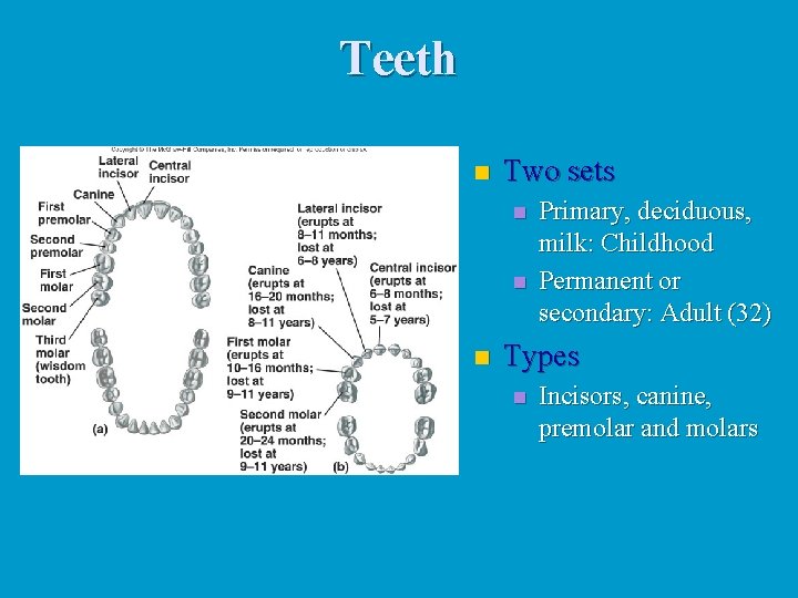 Teeth n Two sets n n n Primary, deciduous, milk: Childhood Permanent or secondary: