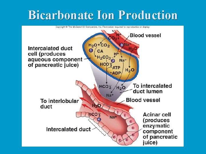 Bicarbonate Ion Production 