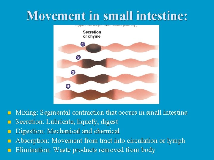 Movement in small intestine: n n n Mixing: Segmental contraction that occurs in small