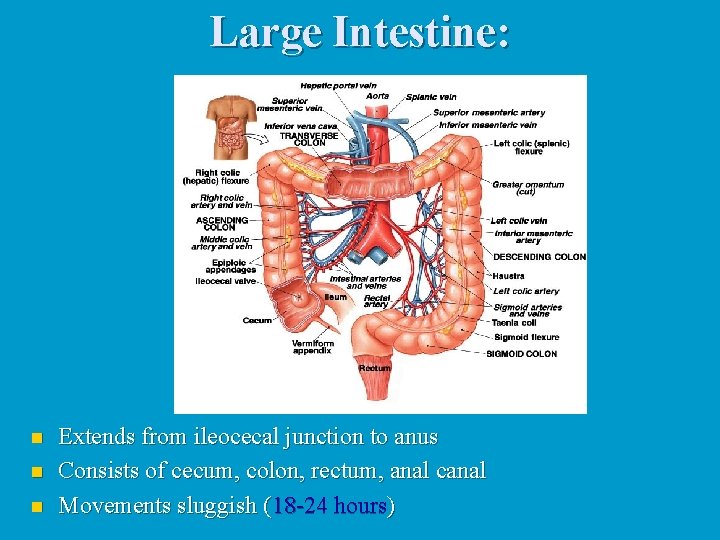 Large Intestine: n n n Extends from ileocecal junction to anus Consists of cecum,