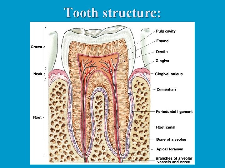 Tooth structure: 