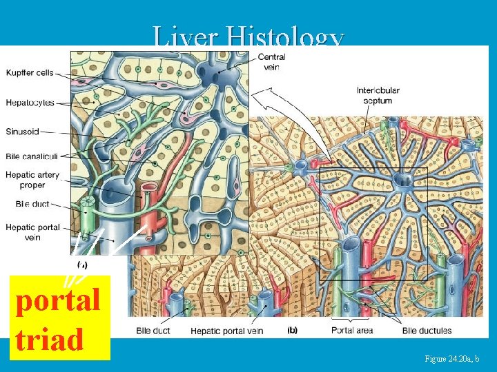 Liver Histology portal triad Figure 24. 20 a, b 