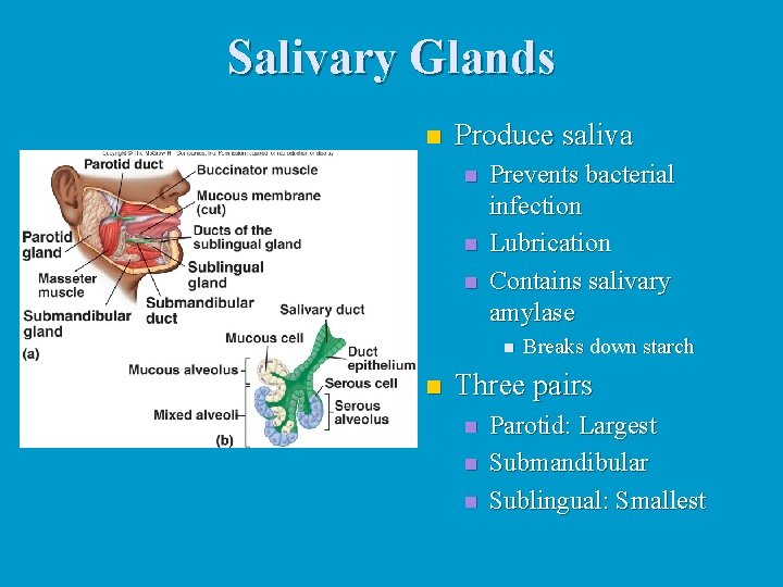 Salivary Glands n Produce saliva n n n Prevents bacterial infection Lubrication Contains salivary