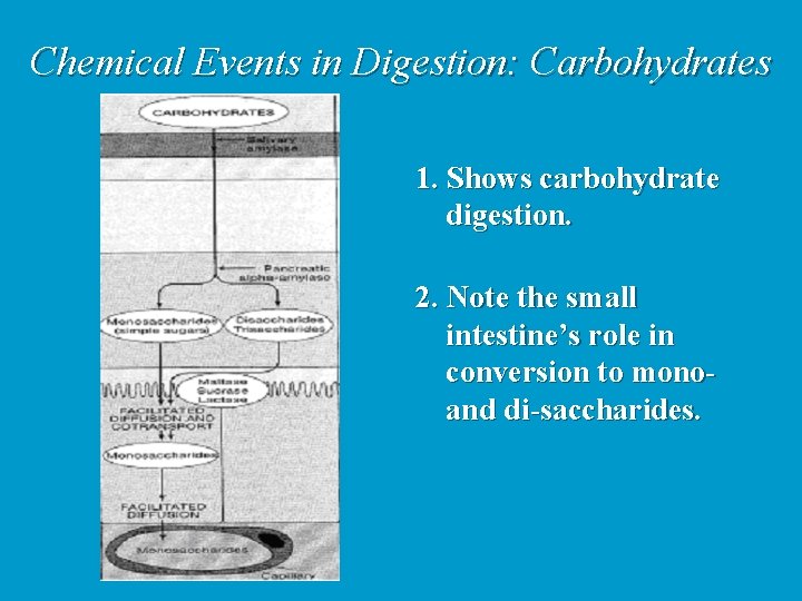 Chemical Events in Digestion: Carbohydrates 1. Shows carbohydrate digestion. 2. Note the small intestine’s