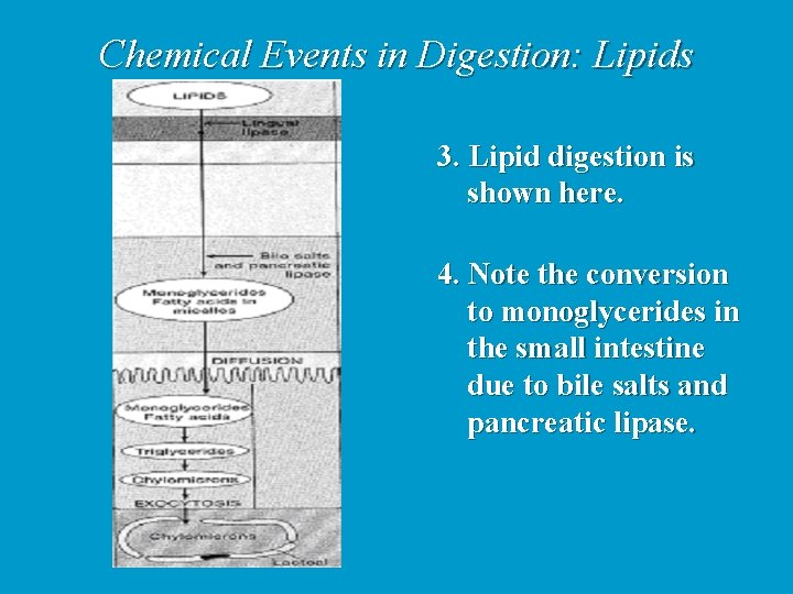 Chemical Events in Digestion: Lipids 3. Lipid digestion is shown here. 4. Note the