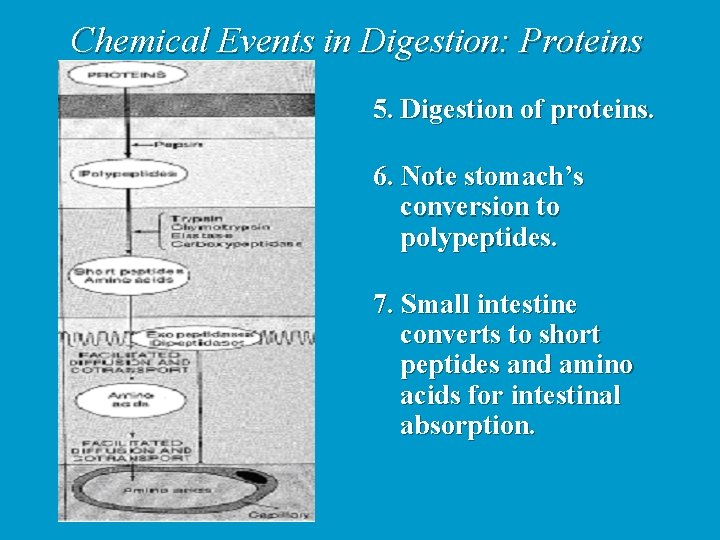 Chemical Events in Digestion: Proteins 5. Digestion of proteins. 6. Note stomach’s conversion to