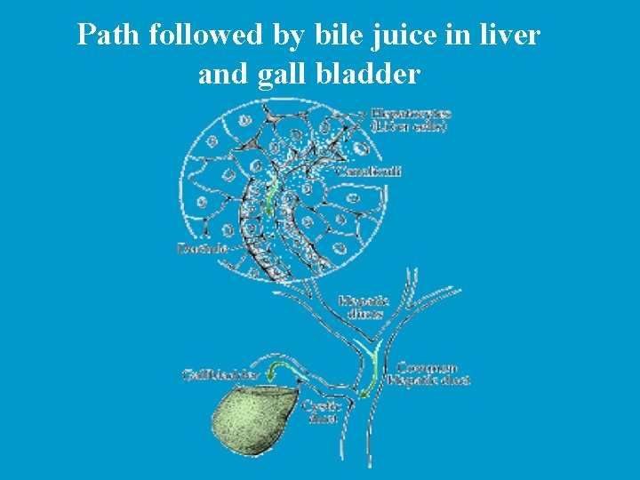 Path followed by bile juice in liver and gall bladder 
