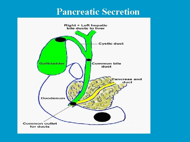 Pancreatic Secretion 