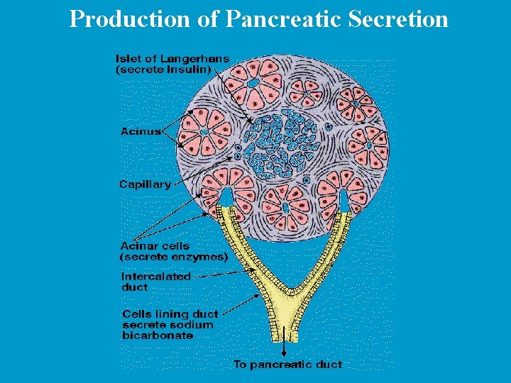 Production of Pancreatic Secretion 