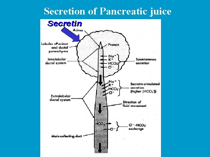 Secretion of Pancreatic juice 