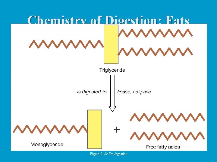 Chemistry of Digestion: Fats Figure 21 -8: Fat digestion 