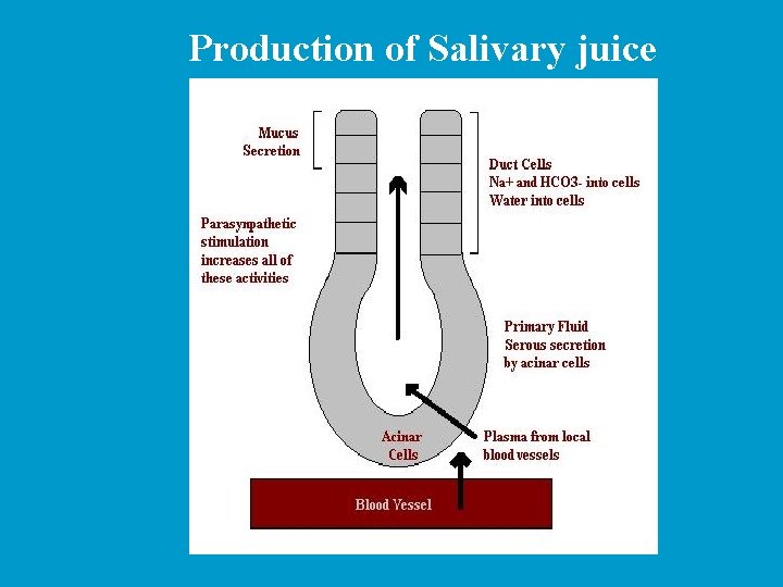 Production of Salivary juice 